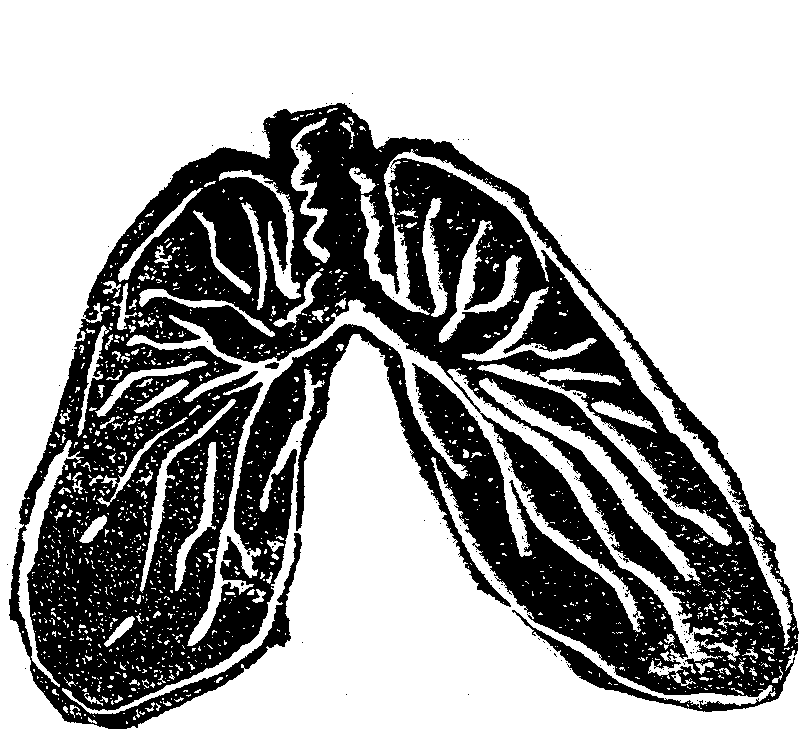 lungs